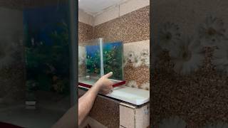 Wild fish baby k liye aquarium rdy krdiya wildfishbaby aquariumpets fish petsvlog petfish [upl. by Kristal304]