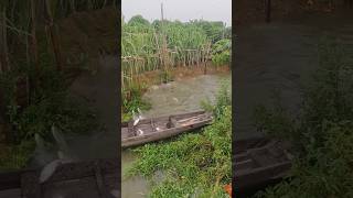 Flying Fish Landing on Boats – Amazing Nature Moment Caught on Camera [upl. by Otnicaj]