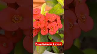 euphorbiamilii euphorbia crownofthorns homegardening gardenplants flower flowers plantslover [upl. by Llevra663]