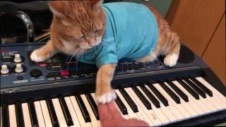 Keyboard Cat Teaches Keyboard [upl. by Abad]