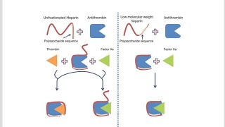 Tabular Differences between Unfractionated Heparin and Low molecular weight Heparim [upl. by Nada]