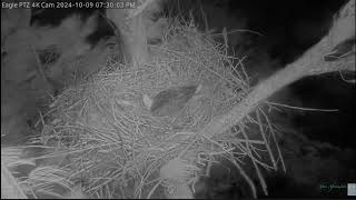 10924 WTW Florida Resident Clive The Bald Eagle Rides Out Hurricane Milton in His Nest [upl. by Atteroc]