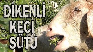 KEÇİ DİKEN VE SÜT belgesel [upl. by Oshinski]