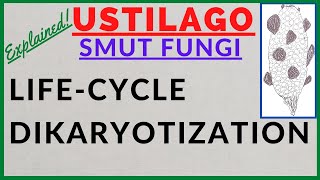 Fungus Ustilago  Smut Fungi  Smut Disease  Dikaryotization  Life Cycle Alternation of Generation [upl. by Materse]