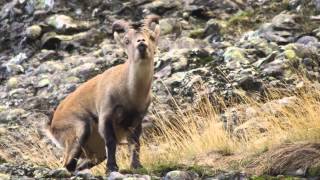 Iberian Ibex mating season Celo de la cabra montés WildWatchingSpain [upl. by Asenev543]