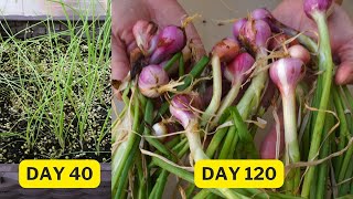 Growing shallots from seed to harvest the bulb [upl. by Peder]