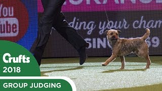 Eukanuba Pup of the Year  Crufts 2018 [upl. by Tila]