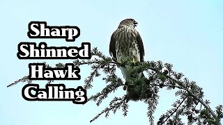 SharpShinned Hawk Calling [upl. by Kirch]