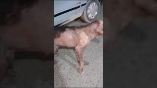 URGENT 🚨 DOG RESCUE NEEDED IN ABBOTTABADSEVERE SARCOPTIC MANGE Location Abbottabad Pakistan [upl. by Atsirt]