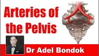 Arteries of the Pelvis Dr Adel Bondok [upl. by Torbert]