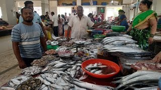 SAWANTWADI FISH MARKET  स्वच्छ भारत ‌‌‌का स्वच्छ फिश मार्केट  Konkan [upl. by Austin332]