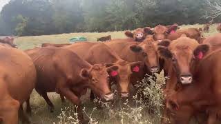 5Yr Red angus cows [upl. by Yelnet]