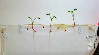 Time Lapse of Radish Seeds  White Background [upl. by Mathilda]