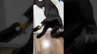 Dexamethasone injections to cat after spayed cat spayandneuter [upl. by Aramenta]