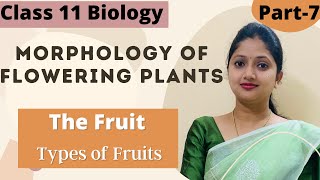 Morphology Flowering Plants  Fruit  P7 [upl. by Idnem748]