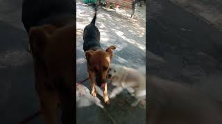 Guddu playing with teju [upl. by Germaun]