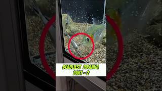 Deadliest Piranha Part  2  fish fishtank myfisho [upl. by Maxi756]