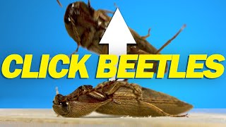 How do click beetles jump [upl. by Ilyse]