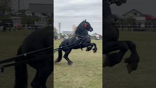 stallion horse bighorse horselover cai youtubeshorts subscribe commentshow [upl. by Taryne161]