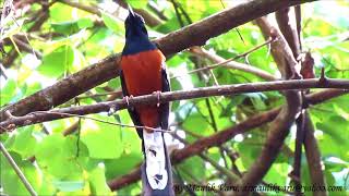 White rumped Shama singing [upl. by Lawtun]