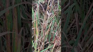 Brown cricket on the tall grass [upl. by Lynett28]