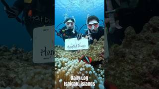 Daily Log in ishigaki islands shorts scubadiving ocean nature [upl. by Lemuelah]