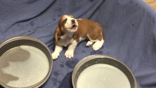 Basset Hound Puppies Howling  3 weeks old They soon rejoined mama in the family room with love [upl. by Dygal]