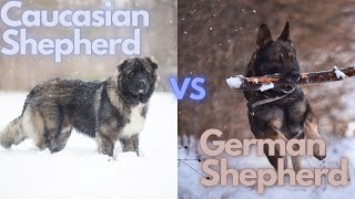 Caucasian Shepherd or German Shepherd Which Is Best For You [upl. by Anastasius994]