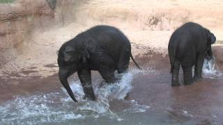 Elephant Habitat Expansion at the Houston Zoo [upl. by Foah]