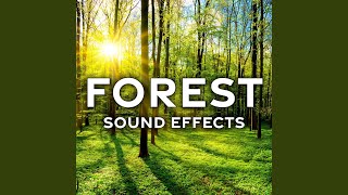 Forest Ambience Evening with Crickets Frogs and Insects [upl. by Sewell]