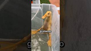 Bañe A Mis Patos Por Primera Vez 😱🦆🚿 [upl. by Auoy612]