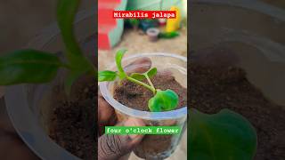 Mirabilis jalapa growing from seeds  four oclock flower jalapa seedling gardeningwithbob [upl. by Morril]