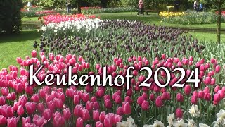 Кeukenhof 2024  Уникальная выставка тюльпанов под открытым небом  Такое есть только в Нидерландах [upl. by Addy]