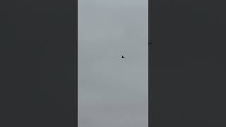 Great Cormorant Flying On A Cloudy Day In Mid November birds avian nature [upl. by Fanchette]