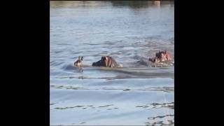 A waterbuck escapes from wild dogs and is cornered by a hippopotamus animals hippopotamus [upl. by Ian90]