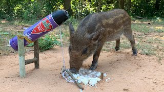 Simple wild boar Trap using bottle Jollywild boar trap wild boar amazingtrap [upl. by Nnaylrebmik]