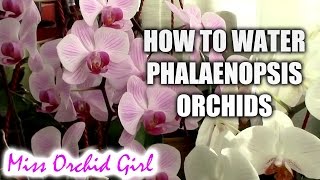 How to water Phalaenopsis orchids  tips for a healthy orchid [upl. by Lodnar]