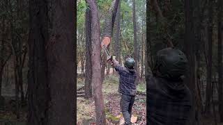 Damien Elsasser releases the trigger viralvideo viralshort treeremoval arborist stihl [upl. by Imoian]