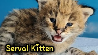 Lovely Serval Kitten Meow Compilation  Сервал [upl. by Ahsym776]