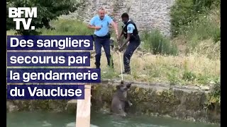 Les images de trois sangliers sauvés de la noyade par des gendarmes du Vaucluse [upl. by Nohsreg]