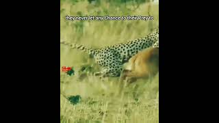 Cheetah  🎯Hunters Of The Grasslands  Cheetah Attack and Hunt wildlife cheetahhunt [upl. by Davidde24]