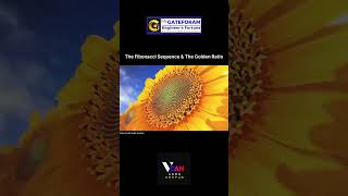 The Fibonacci sequence and the Golden Ratio fibonacci vcankanpur goldenratio maths learning [upl. by Yroc]