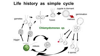 Zygotic meiosis  Isogamy  Anisogamy  Oogamy [upl. by Arnoldo]