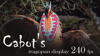 Cabots tragopan pheasant display slow motion 240fps [upl. by Nilyak735]