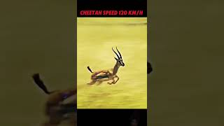 cheetah vs Gazelle trending animals cheetah sortvideo lion youtubeshorts vairalshort [upl. by Nybor260]