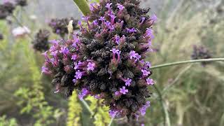 Brazilian Verbena Plant Profile [upl. by Aklog]