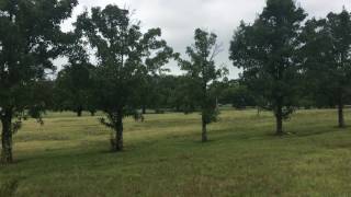 Morningside Elementary School grounds Hopkinsville KY [upl. by Adniles520]