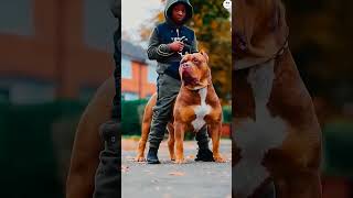 Dogo Argentino vs Rottweiler vs Pitbull vs Kangal Bite force comparison shorts viral ytshorts [upl. by Roane]