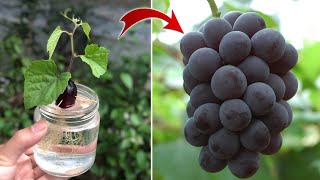 SUPER SPECIAL TECHNIQUE for propagating grapes with honey super fast growth  Relax Garden [upl. by Judi771]