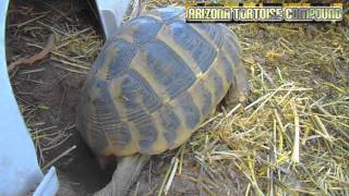 Hermanns Tortoise Laying Eggs [upl. by Humfried]